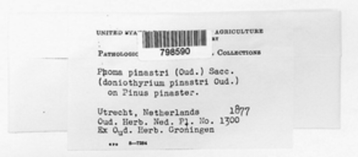 Pleurothyriella pinastri image